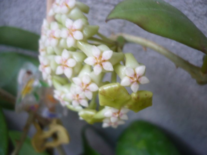 P1330699 - HOYA 2017