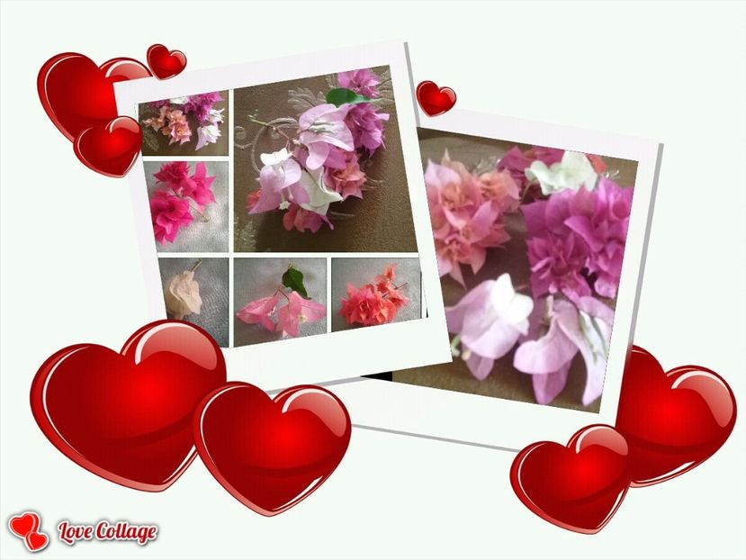  - Bougainvillea