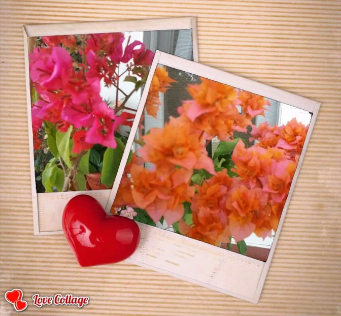  - Bougainvillea