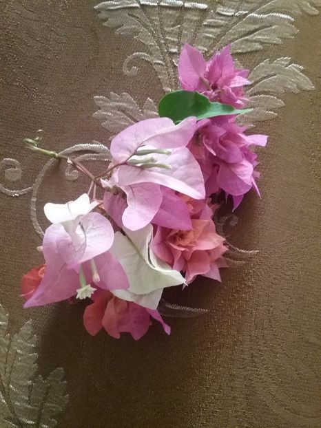  - Bougainvillea