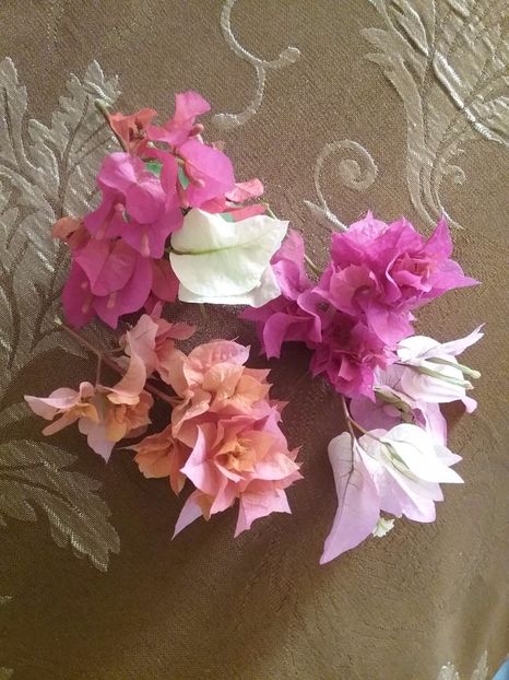  - Bougainvillea