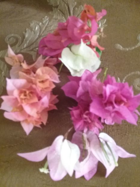  - Bougainvillea