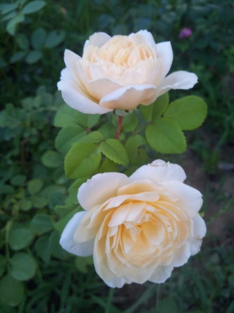  - Crocus Rose