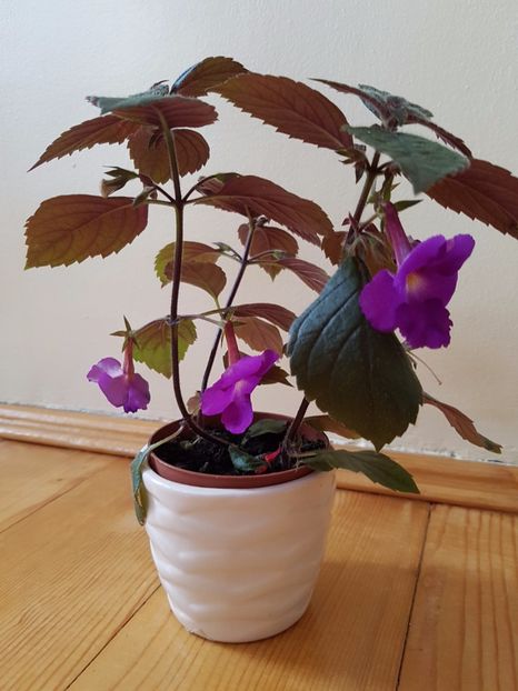 Primul meu achimenes - Alte plante de interior