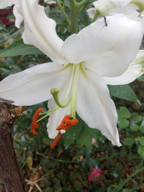 in loc de Josephine... - 0 - CRINI