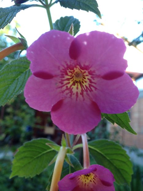 Dale Martens - Achimenes 2017