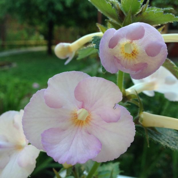 Raluca Saliba - Achimenes 2017