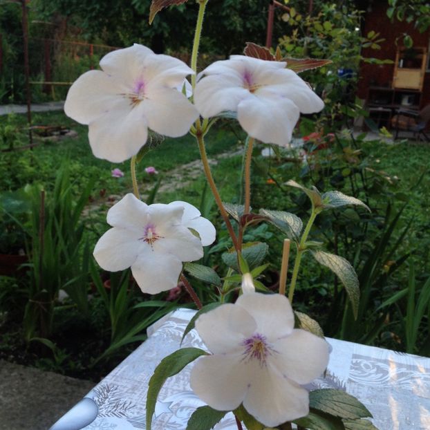 Charity - Achimenes 2017