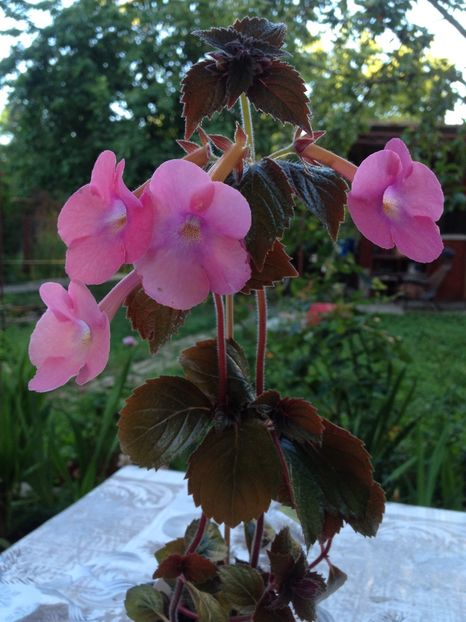 Simbirochka - Achimenes 2017