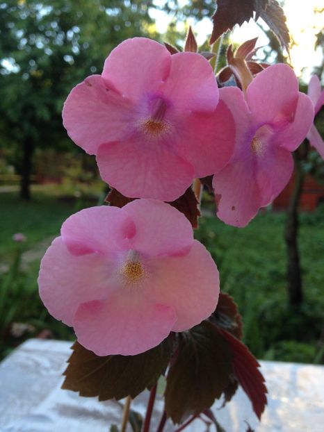 Simbirochka - Achimenes 2017