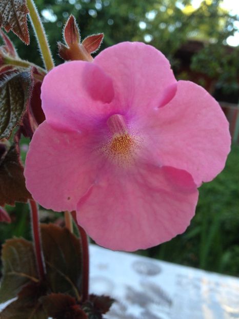 Simbirochka - Achimenes 2017