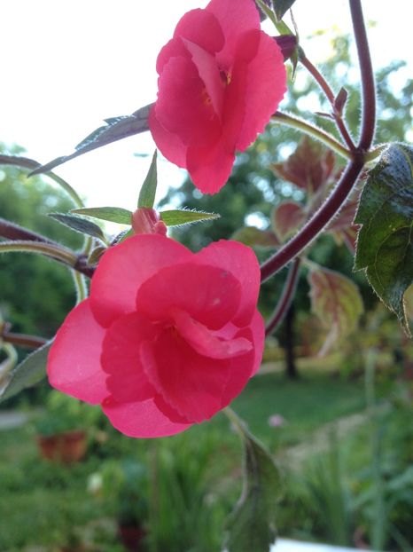 Stan's Delight - Achimenes 2017