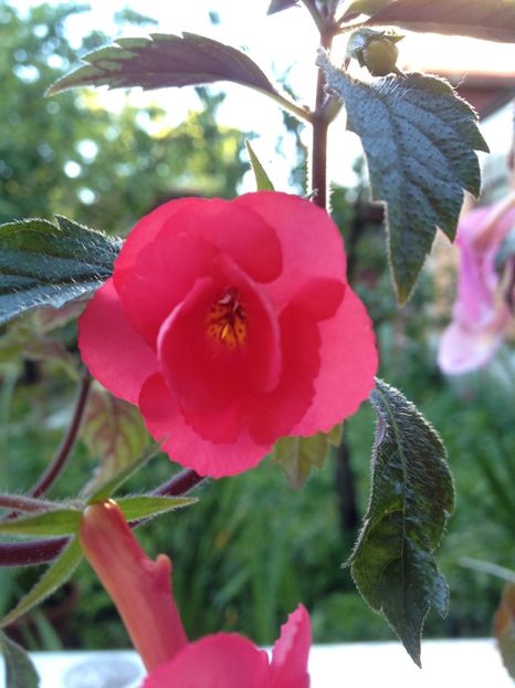 Stan's Delight - Achimenes 2017