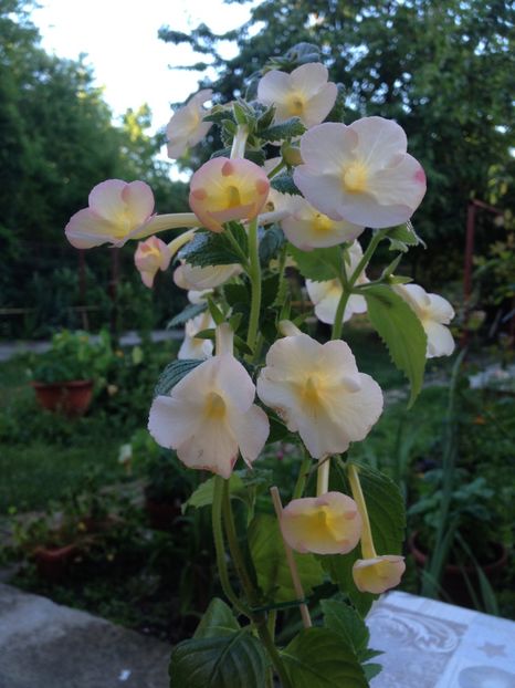 Hugues Aufray - Achimenes 2017