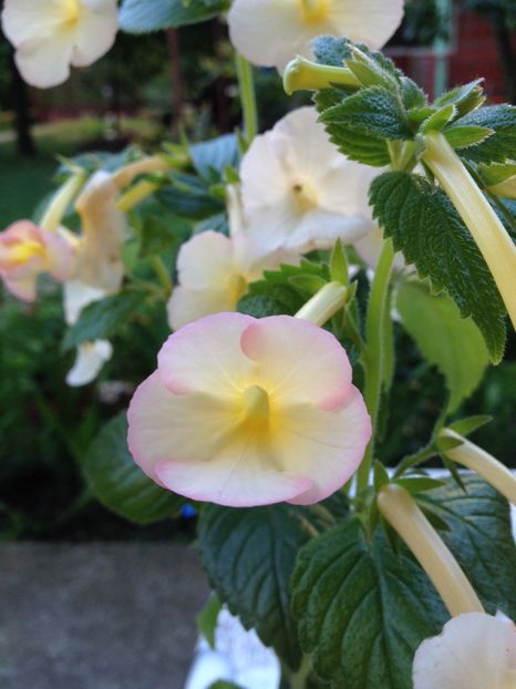 Hugues Aufray - Achimenes 2017