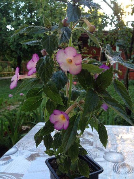 Daisy Boo - Achimenes 2017