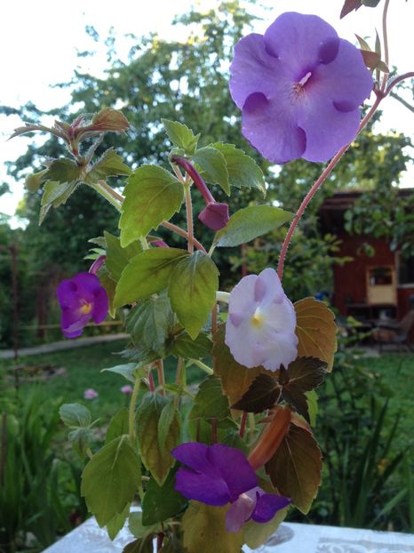 image - Achimenes 2017