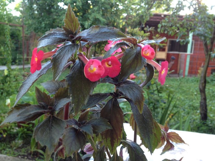 Star of stars - Achimenes 2017