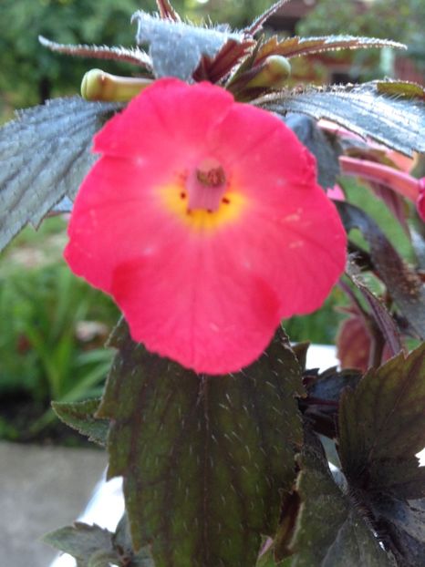 Star of stars - Achimenes 2017