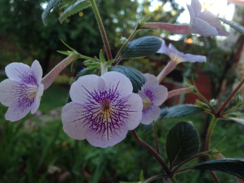 Ambroise Vershafelt - Achimenes 2017