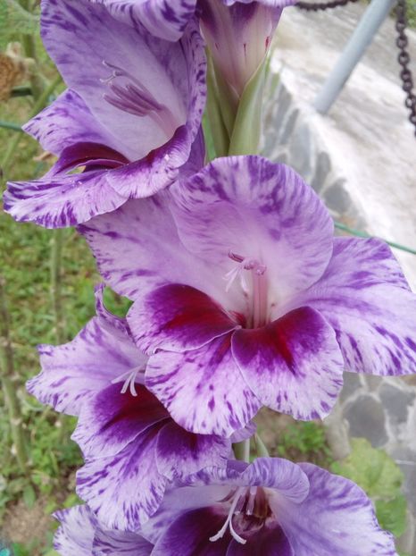  - AAAA_GLADIOLE 2015_2017_2018_2019