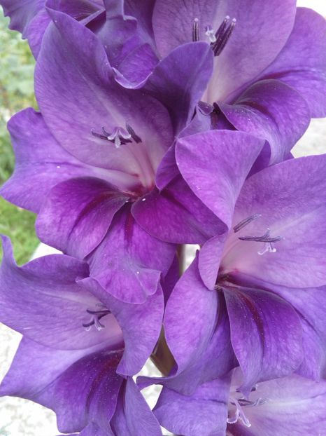  - AAAA_GLADIOLE 2015_2017_2018_2019