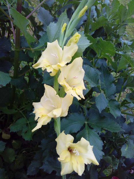  - AAAA_GLADIOLE 2015_2017_2018_2019