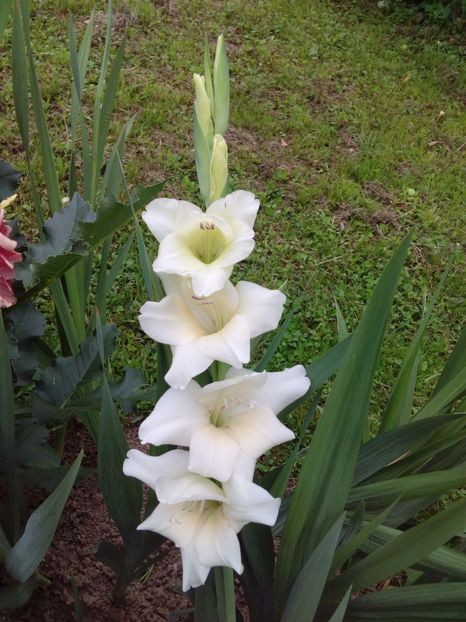  - AAAA_GLADIOLE 2015_2017_2018_2019