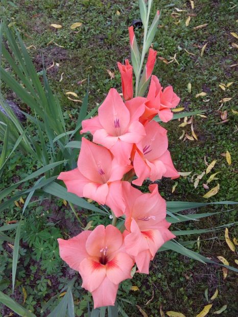  - AAAA_GLADIOLE 2015_2017_2018_2019