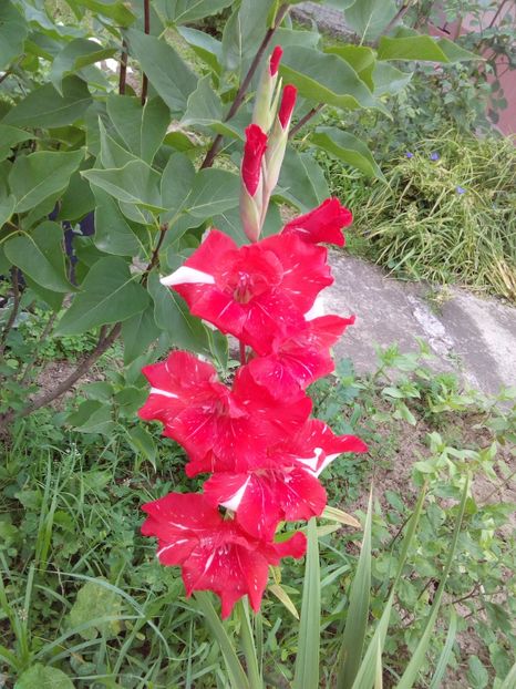  - AAAA_GLADIOLE 2015_2017_2018_2019