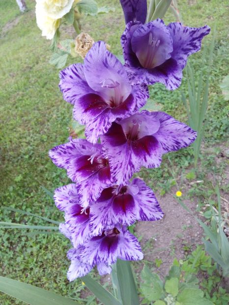  - AAAA_GLADIOLE 2015_2017_2018_2019