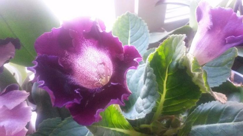  - gloxinii si minisiningii