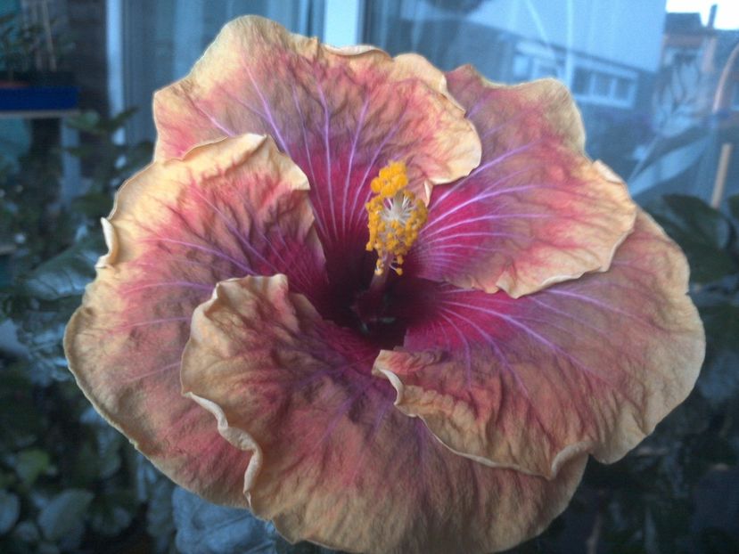 WIN_20170712_202012 - Jolanda Gommer