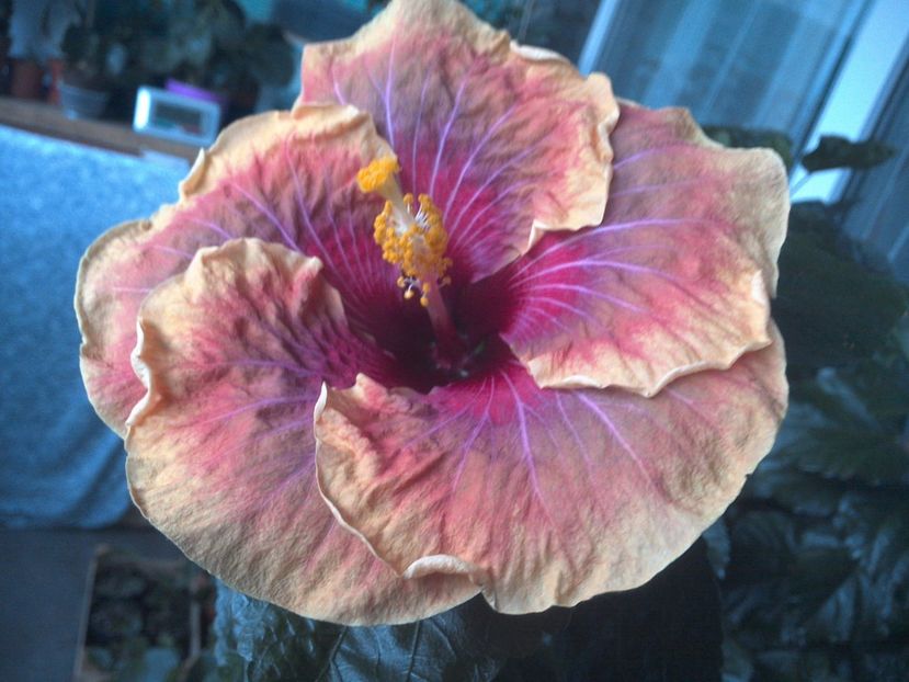 WIN_20170712_202018 - Jolanda Gommer