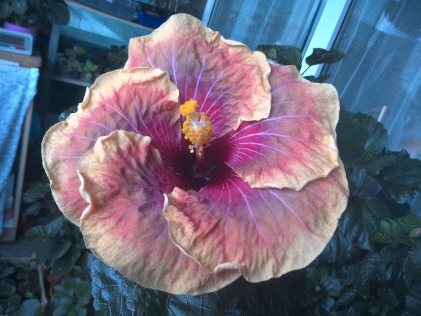 WIN_20170712_202023 - Jolanda Gommer