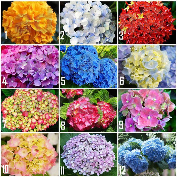  - Hortensie - HYDRANGEA MACROPHYLLA