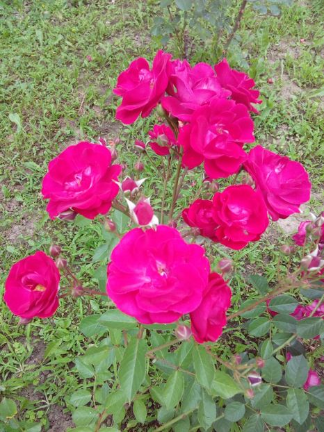  - TRANDAFIRI 2017_2018