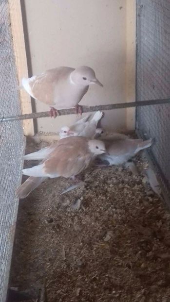 Perechea2 - turturele