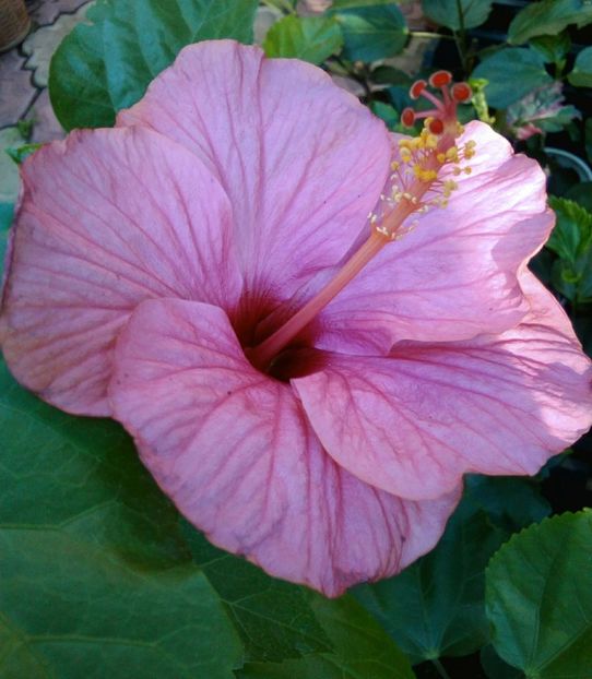  - Hibiscus Venetie