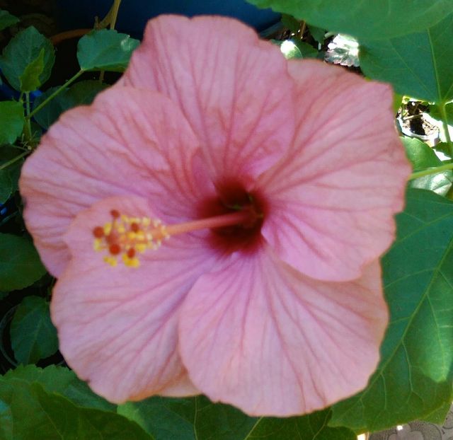  - Hibiscus Venetie