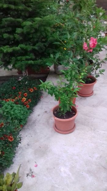  - Gradina mea iulie 2017