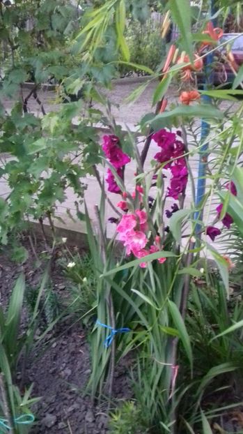  - Gradina mea iulie 2017