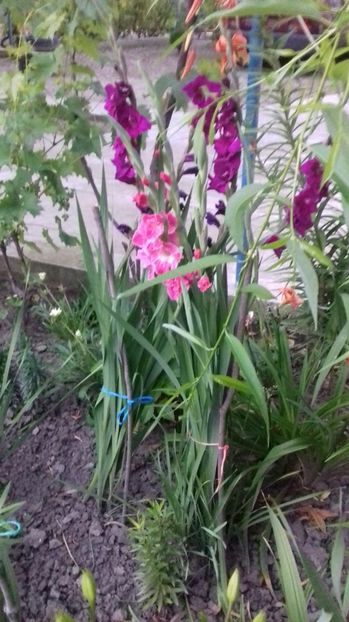  - Gradina mea iulie 2017