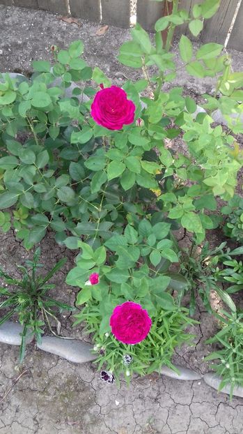  - Gradina mea iulie 2017