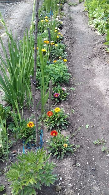  - Gradina mea iulie 2017