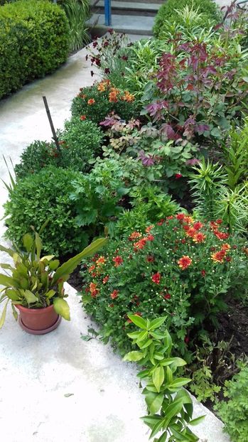  - Gradina mea iulie 2017