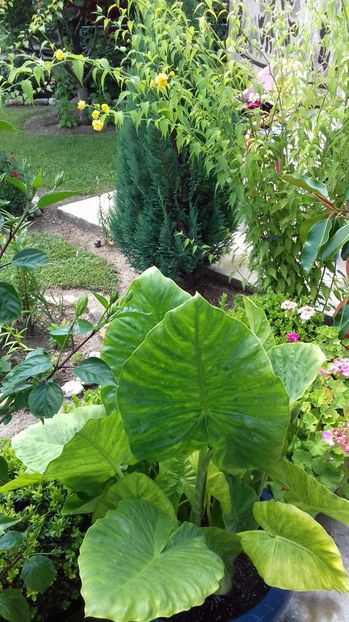  - Gradina mea iulie 2017