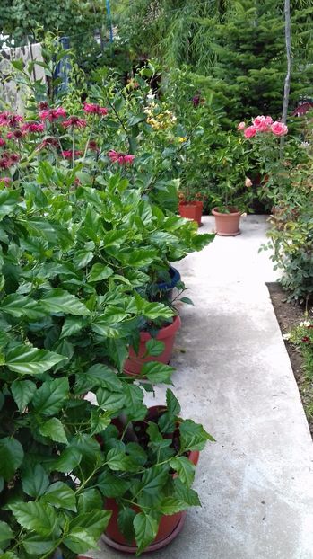  - Gradina mea iulie 2017