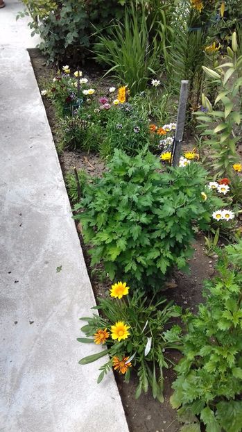  - Gradina mea iulie 2017