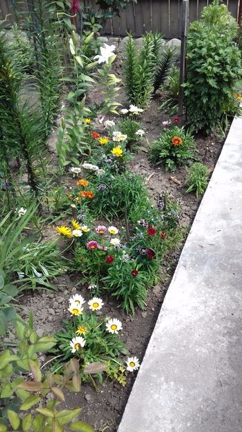  - Gradina mea iulie 2017